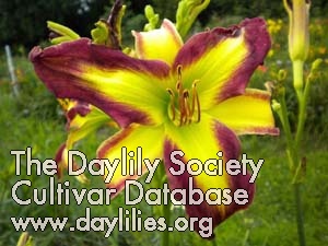 Daylily Sally Sue